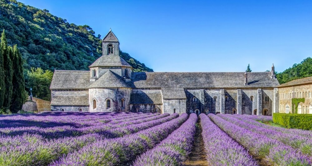 Champs de lavande devant l'Abbaye de Sénanque